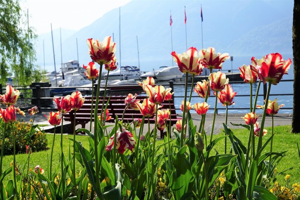 locarno, tulips, flower-3570307.jpg