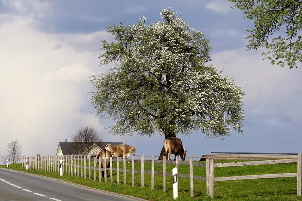 spring, landscape, agriculture-5035594.jpg